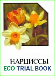 Нарциссы. Тюльпаны