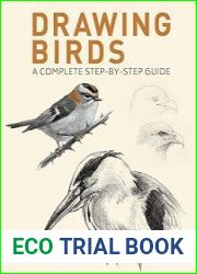 Drawing Birds A Complete Step-by-Step Guide