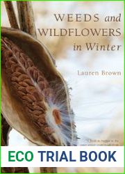 Weeds and Wildflowers in Winter