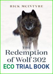 The Redemption of Wolf 302: From Renegade to Yellowstone Alpha Male
