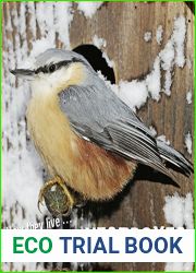 How they live… Birds and nestboxes: Learn All There Is to Know About These Animals!