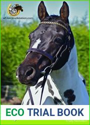 The Paint Horse (White Cloud Station)