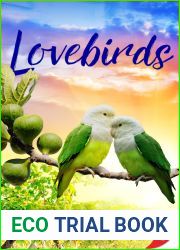 Lovebirds