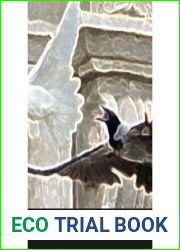cuervos y palomas